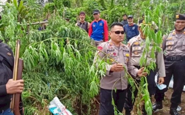 Baru-baru ini beredar kabar oknum guru yang di bekuk Polisi, lataran terciduk menanam ratusan batang ganja. Hal ini sontak gegerkan masyarakat setempat, di mana seharusnya Ia sebagai pendidik anak-anak malah melakukan yang tak pantas.
