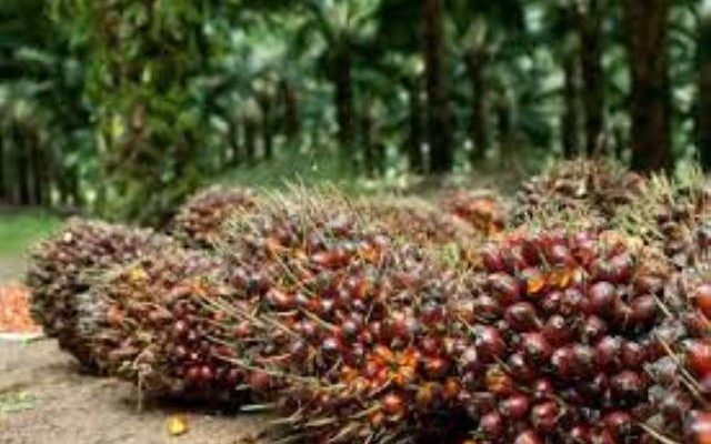 Kabar baik untuk masayrakat di Provinsi Jambi, khususnya para petani. Pasalnya, jelang bulan puasa tahun 2021 ini, harga sawit di Jambi naik, meskipun tak begitu signifikan.