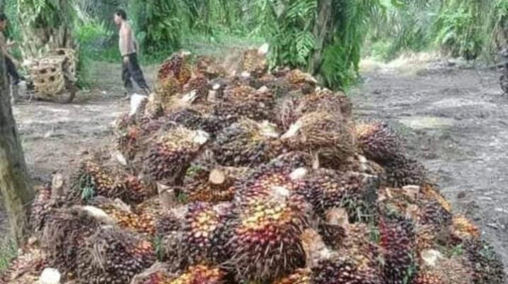 Beberapa pekan terkahir, harga Tandan Buah Segar (TBS) kelapa sawit di bumi Sepucuk Jambi Sembilan Lurah ini, terus menguat hingga pasca lebaran kemarin. Namun, untuk minggu ini harga sawit di Jambi mulai melemah pertengahan Juni, Jum'at (18/06/2021).