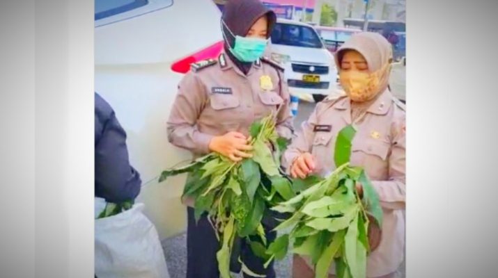 Jagat Maya kembali diramaikan dengan sebuah video amatir, terkait dedaunan yang di percaya bisa menyembuhkan Covid-19. Uniknya, Rabu (03/06/21) dalam video tersebut tampak 3 orang Polwan berhijab serbu daun Sungkai gratis, di Polresta Padang.