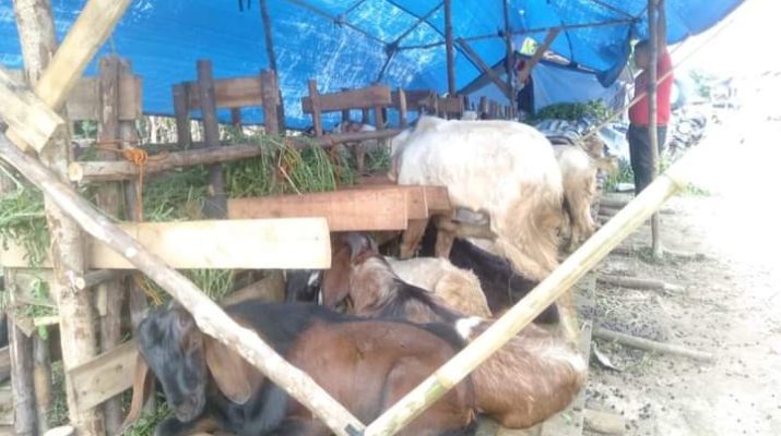 Tahun ke-2 serba-serbi Idul Adha tahun 2021di tengah Pandemi Covid-19, membawa kisah tersendiri bagi pedagang Hewan Qurban. Berikut curhatan Pedagang Kambing di Jambi.