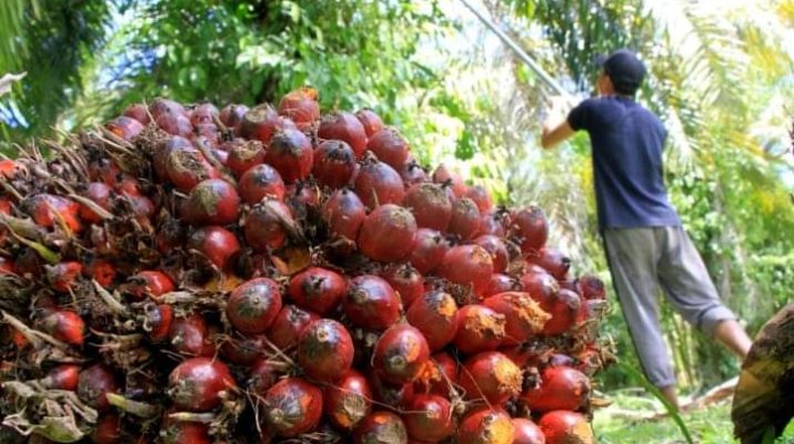 Harga minyak sawit mentah (crude palm oil/CPO), dan TBS Sawit di Jambi pada periode 23-29 Juli Juli 2021, mengalami kenaikkan cukup signifikan.