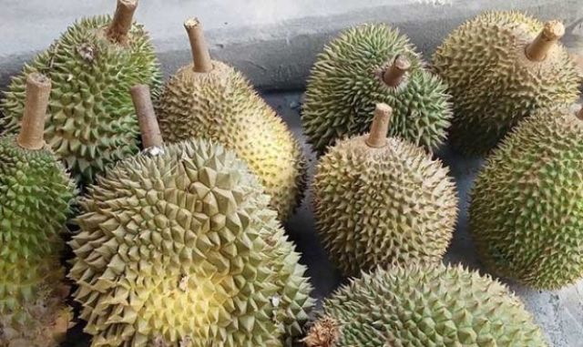 Seorang pria di Malaysia viral, setelah jual menawarkan buah durian seharga Rp 1,5 juta. Buah tersebut di klaimnya, tidak pernah menyentuh tanah.