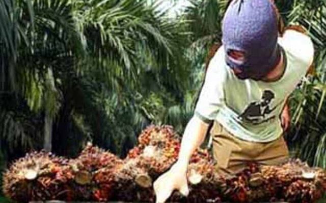 Polisi menangkap seorang pria berinisial H alias Bule karena di duga curi 91 tandan buah sawit di Desa Tambusai Barat, Kecamatan Tambusai, Rokan Hulu.