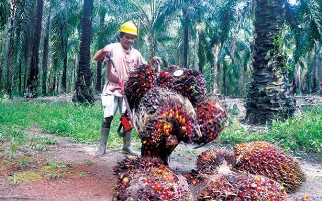 Terhitung pada minggu ke-4 Oktober 2021, harga Tandan Buah Segar (TBS) Kelapa Sawit di Jambi kembali mengalami kenaikan harga. Berikut tips bagi para petani dari Kepala Dinas Perkebunan Provinsi Jambi, Agusrizal.