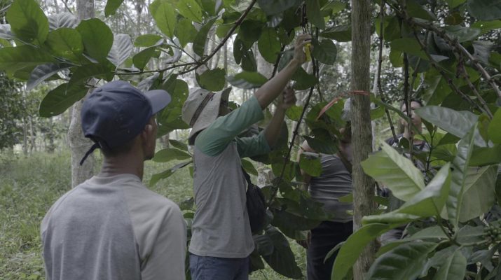 Segera hadir Kopi Telisak asli Sepintun Sarolangun, sebagai tanaman yang dapat menyehatkan jasmani dan rohani masyarakat. 