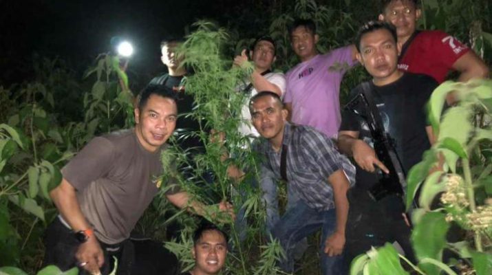 Polres Kerinci menemukan ladang ganja, di Desa Sungai Ning, Kecamatan Sungai Bungkal, Kota Sungai Penuh. Dari pengungkapan itu, petugas mengamankan barang bukti 100 batang pohon ganja dan 105 gram daun ganja, yang akan di edarkan.