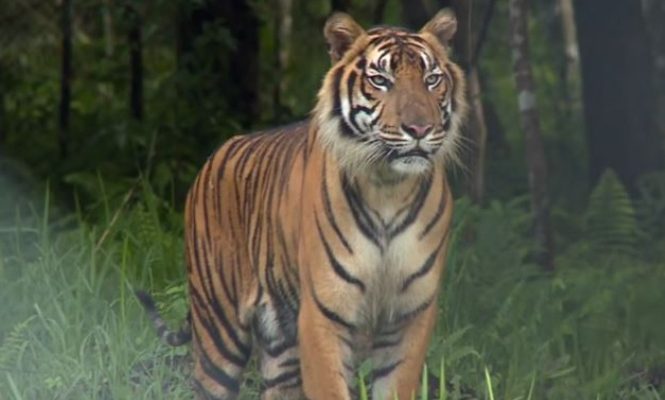 Kasus serangan harimau kembali terjadi di Kabupaten Merangin, Rabu (13/10/2021). Setelah pendulang emas kemudian wanita, kali ini pemuda Renah Pembarap, Kabupaten Merangin meregang nyawa usai diterkam harimau.