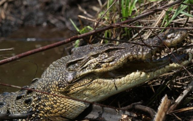 Hendak cuci tangan di selokan air dalam kebun sawitnya usai menebar pupuk, Kaki Ketua DPRD ini malah di terkam dan digigit buaya. Ia pun meronta-ronta minta tolong.