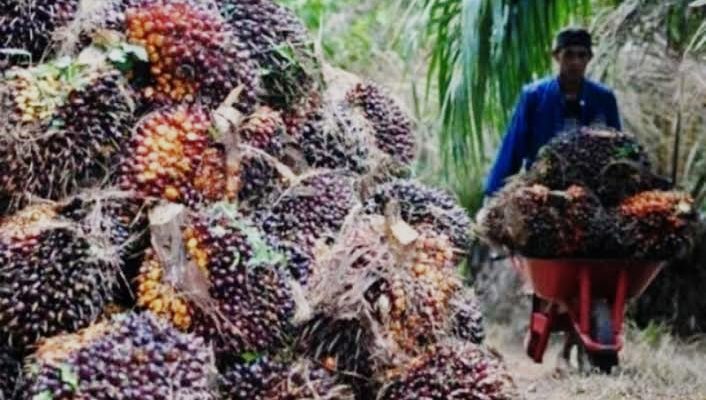 Kabar gembira, Kepala Dinas Perkebunan Provinsi Jambi, Agus Rizal memprediksi harga Tandan Buah Segar (TBS) Kelapa Sawit, bakal meledak pada 2022 mendatang. Alhasil, petani kelapa sawit terancam kaya raya.