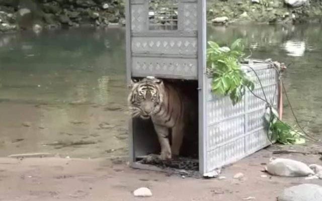 Dua ekor harimau sumatera (Panthera Tigris Sumatrae) bernama Citra Kartini (betina) dan Surya Manggala (jantan) kartini pelepasan.