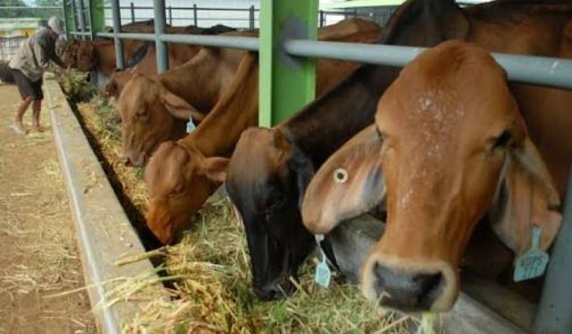 (PMK) serang ratusan ternak qurban di Jambi. Jangan sampai lengah, kenali gejala dan tanda-tandanya pada hewan ternak.