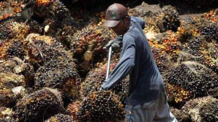 Harga tandan buah segar (TBS) kelapa sawit di Jambi periode 8-14 Juli 2022 kembali mengalami penurunan dari periode sebelumnya.