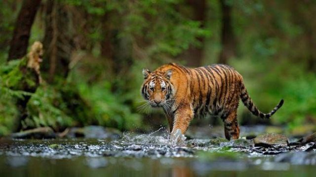Pergerakan harimau sumatera di Kerinci hari ini, Senin (11/7/2022) disebut BKSDA sudah masuk wilayah perkebunan di Tanjung Syam