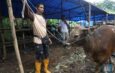 PTPN VI kembali salurkan sapi kurban ke warga Solok Selatan untuk Idul Adha. Seperti tahun-tahun sebelumnya, PTPN terus berkontribusi.