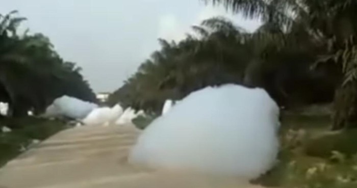 Gumpalan putih diduga awan jatuh di kebun sawit Riau viral di media sosial. Dari video seorang pengendara motor melintas di kebun sawit.