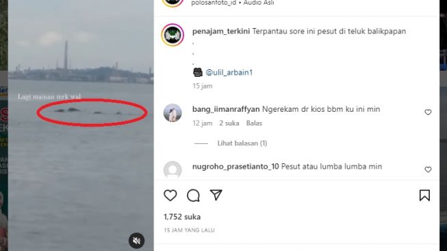 Pesut mahakam merupakan jenis hewan mamalia yang sering disebut sebagai lumba-lumba air tawar. Sayangnya, hewan tersebut statusnya terancam punah