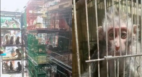 Sebuah video yang tersebar luas di media sosial, menampilkan kondisi anak monyet itu sungguh mengenaskan.