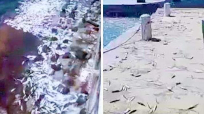 Badan Meteorologi, Klimatologi dan Geofisika (BMKG) menyatakan bahwa fenomena terdamparnya banyak ikan kecil di pesisir Pantai Mutiara, Jakarta Utara