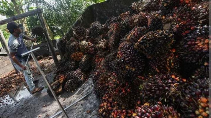 Harga Tandan Buah Segar (TBS) kepala sawit di Jambi tampaknya mulai melemah di awal Desember ini. Betapa tidak, pekan ini Jumat (16/12/22) harga sawit mulai mengalami penurunan.