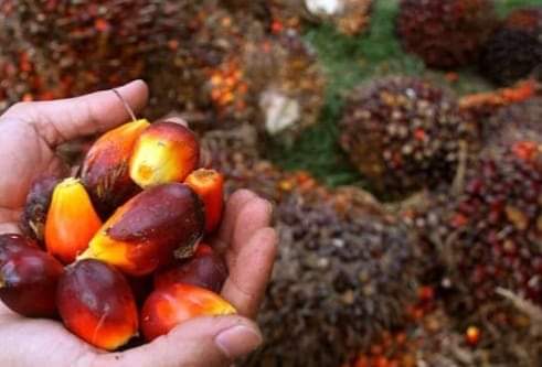 Harga Tandan Buah Segar (TBS) kepala sawit di Jambi mulai membaik di minggu pertama bawal tahun 2023 ini. Betapa tidak, pekan ini Sabtu (07/01/2023) harga sawit mulai mengalami kenaikan, meskipun tak begitu signifikan.