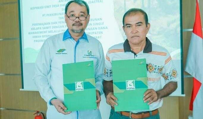PTPN VI dan Koperasi Unit Desa (KUD) Damai Sejahtera (Dastra), kabupaten Pasaman Barat, Sumatera Barat, sepakat melaksanakan program remajakan kebun kelapa sawit dengan pola kemitraan single management.