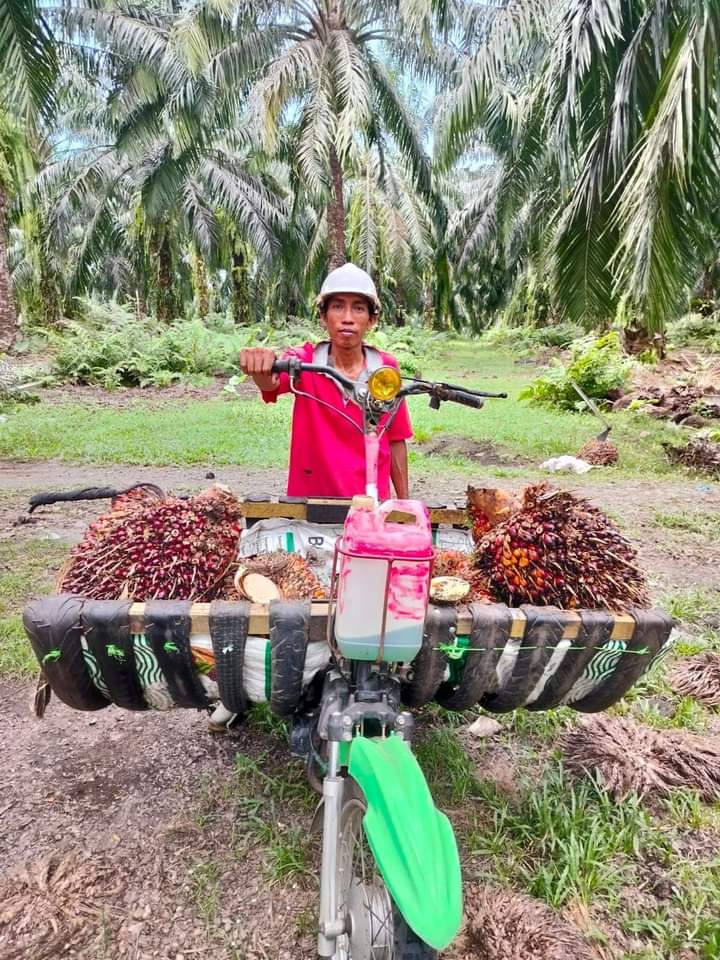 Pemanen Kelapa Sawit PTPN VI unit Ophir kabupaten Pasaman, Sumbar