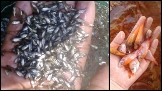 Kebutuhan komsumsi ikan di Merangin 70 persen masih tergantung dari luar daerah. Beberapa hal menjadi penyebab, rendahnya pasokan lokal di Merangin.