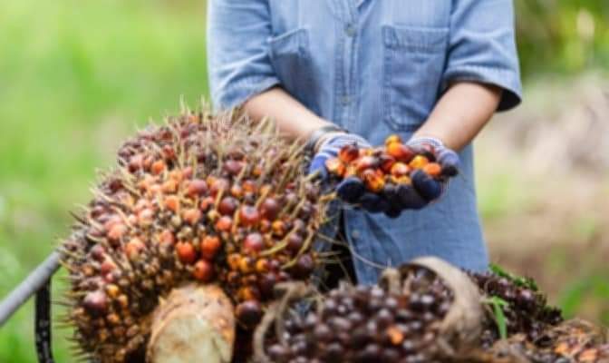 Harga Tandan Buah Segar (TBS) kepala sawit di Jambi di pekan kedua Februari tahun 2023 ini mulai mengalami kenaikan. Betapa tidak, minggu ini pada jumat (10/02/2023) harga sawit mulai naik sekitar Rp26,0, meskipun tak begitu signifikan.