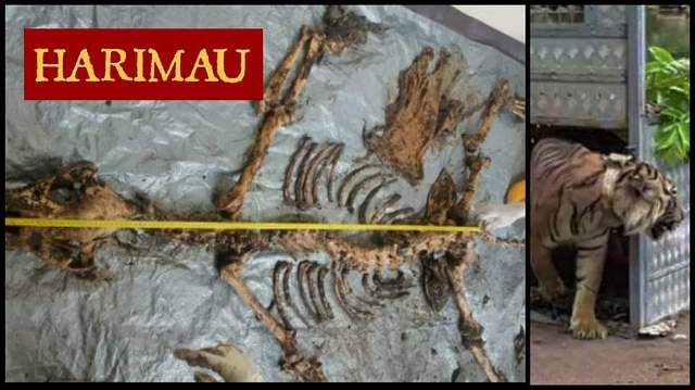 Surya Manggala tinggal tulang belulang, setelah dilepasliarkan di TNKS. Hampir 2 pekan, kematian suaka satwa Harimau Sumatera terungkap