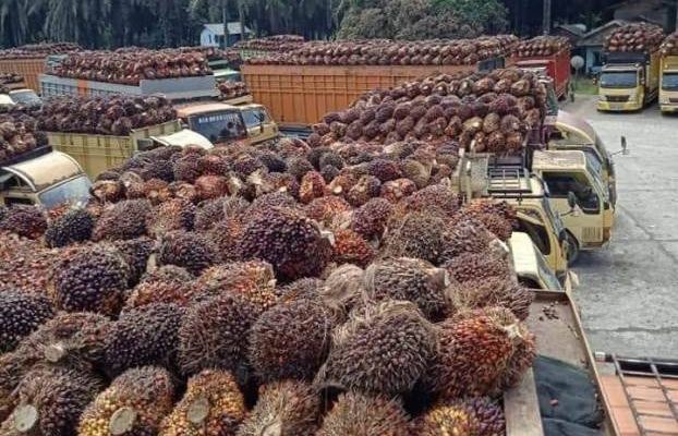 Harga kelapa sawit di Jambi periode 31 Maret hingga 6 April 2023, mengalami penurunan. Harga sawit umur 10 – 20 tahun turun Rp 110,17