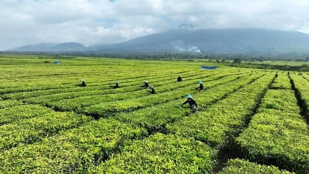 Produksi teh PTPN IV PalmCo September 2025 tercatat mencapai 10.325 ton. Angka ini menjadi capaian strategis di pasar global, sekaligus menandai posisi PTPN