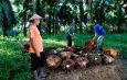 Kementerian Pertanian (Kementan) bahkan mengancam memberikan sanksi hingga pencabutan izin terhadap 139 pabrik kelapa sawit (PKS) swasta
