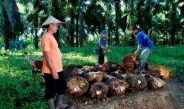 Harga Sawit Sempat Tertekan, PTPN IV PalmCo Jaga Serapan TBS Petani Sesuai Aturan