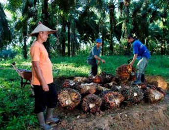 Harga Sawit Sempat Tertekan, PTPN IV PalmCo Jaga Serapan TBS Petani Sesuai Aturan