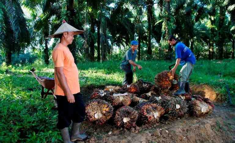 Harga Sawit Sempat Tertekan, PTPN IV PalmCo Jaga Serapan TBS Petani Sesuai Aturan