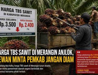 Harga TBS Sawit di Merangin Anjlok, Dewan Minta Pemkab Jangan Diam
