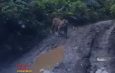 Sebuah video yang memperlihatkan seekor Harimau di jalan Desa Air Liki, Kecamatan Tabir Barat, Kabupaten Merangin viral di media sosial