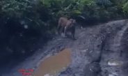 Warga Resah, Video Harimau Berkeliaran di Jalan Desa Air Liki Merangin Viral