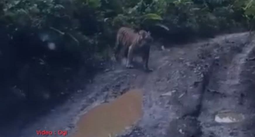Warga Resah, Video Harimau Berkeliaran di Jalan Desa Air Liki Merangin Viral
