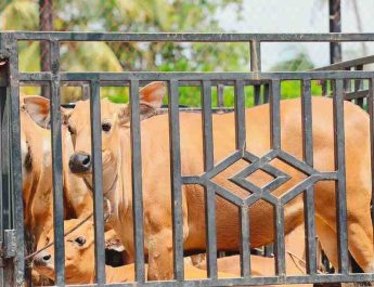 Hari Raya Idul Adha 1447 Hijriah, karyawan muslim PT Perkebunan Nusantara IV PalmCo menyiapkan sedikitnya 1.713 ekor hewan kurban yang akan disalurkan