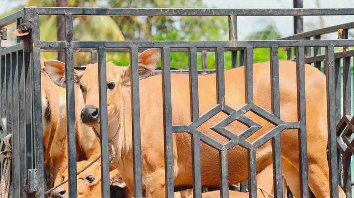 Hari Raya Idul Adha 1447 Hijriah, karyawan muslim PT Perkebunan Nusantara IV PalmCo menyiapkan sedikitnya 1.713 ekor hewan kurban yang akan disalurkan