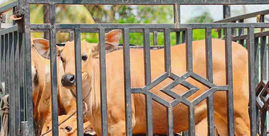 Hari Raya Idul Adha 1447 Hijriah, karyawan muslim PT Perkebunan Nusantara IV PalmCo menyiapkan sedikitnya 1.713 ekor hewan kurban yang akan disalurkan