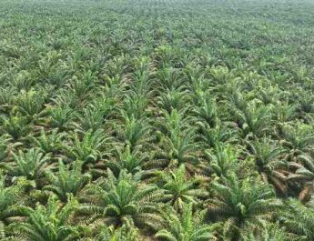 Narkoba, Penyebab Sawit Rakyat di Sumut Rentan Pencurian Terorganisir Disertai Kekerasan