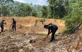 Pulihkan Lahan Bekas Illegal Minning, PT Jebus Maju Bersama Masyarakat Tanam 200 Bibit Trembesi