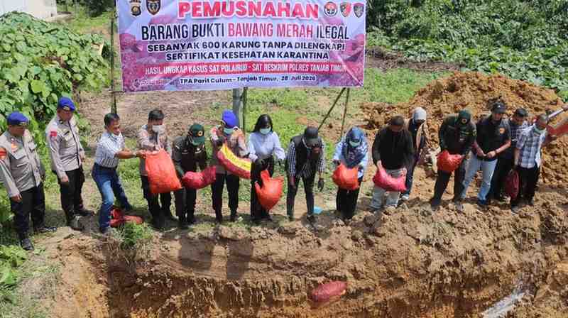 Polres Tanjabtim Musnahkan 600 Karung Bawang Merah Ilegal