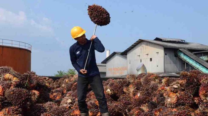 PTPN IV Regional IV mencatat produksi TBS 244 ribu ton pada Semester I 2026