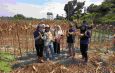Panen jagung PTPN IV Regional IV Kebun Tanjung Lebar tahap kedua